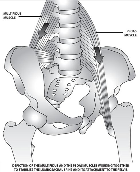 multifidus psoas