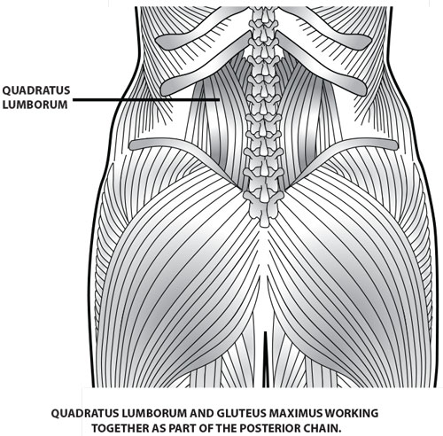 quadratus