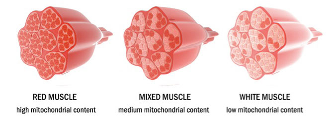Diagram of Red and white muscle
