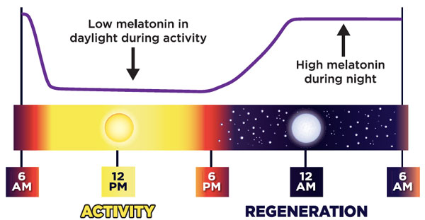 Melatonin Chart