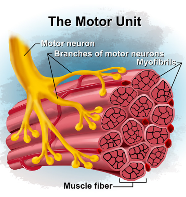 Muscle Fiber Motor Unit