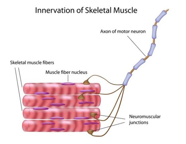 Muscle fiber contraction 600