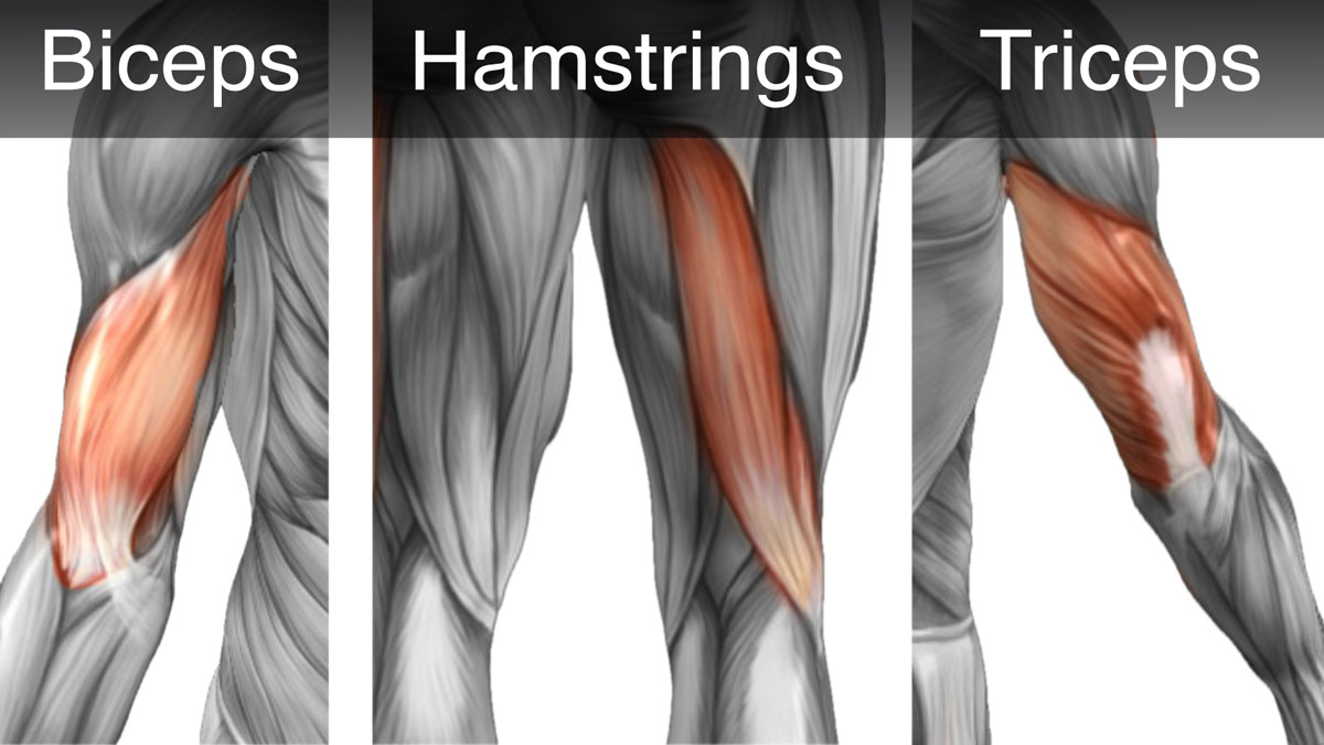 Muscular Overlap diagram