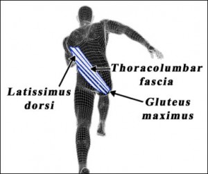 Posterior Diagram