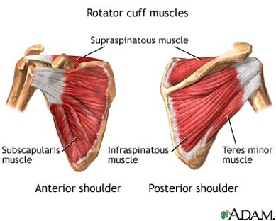 anatomyofrotatorcuffmuscles