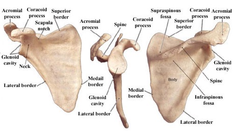 anatomyofshoulderbones