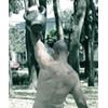 JavierGarciaBravo Kettlebell Press thumbnail